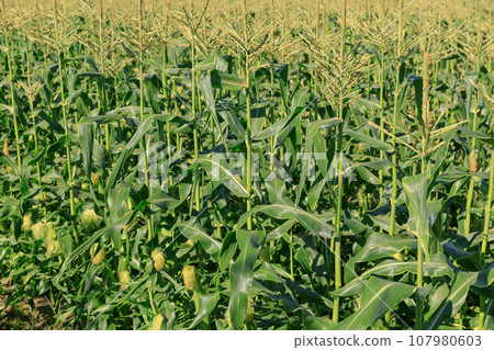 Cornfield landscape 107980603
