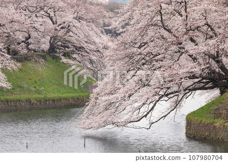 Tokyo _ Cherry Blossoms in full bloom Chidorigafuchi 107980704