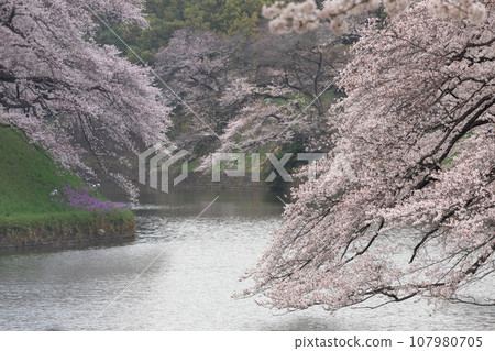 Tokyo _ Cherry Blossoms in full bloom Chidorigafuchi Tokyo _ Cherry Blossoms in full bloom Chidorigafuchi 107980705