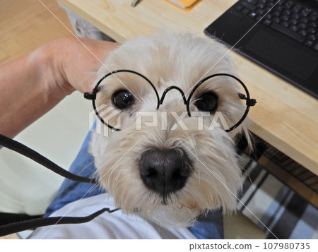 dog staring at computer 107980735