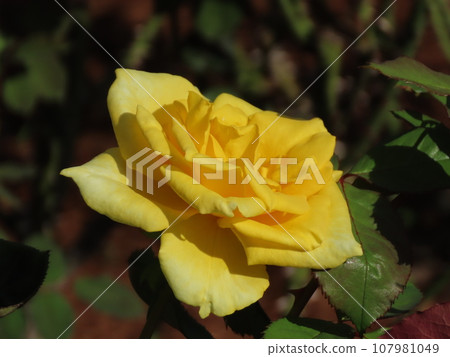 舊古河庭園的秋玫瑰 舊古河庭園的秋玫瑰 107981049
