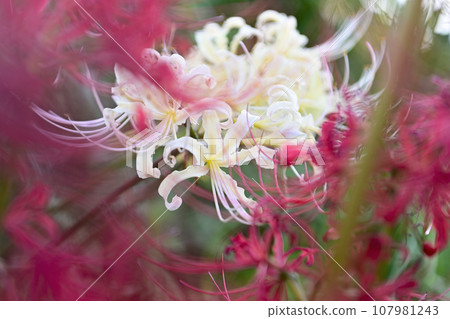 Tsuya河堤的群集孤挺花 107981243