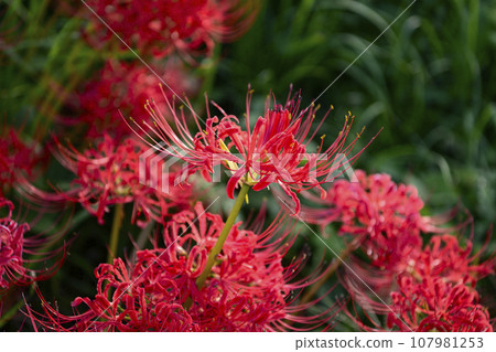 A cluster amaryllis of the Tsuya River embankment 107981253