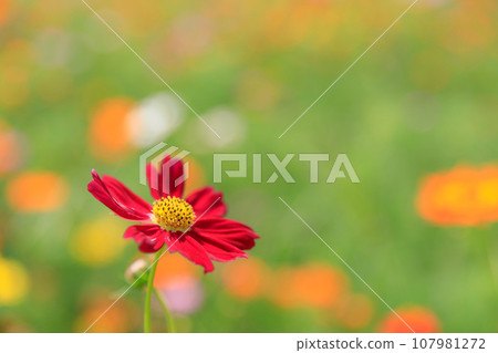 宇宙盛開圖片 107981272