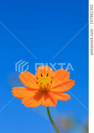 Image of cosmos in full bloom Image of cosmos in full bloom 107981302