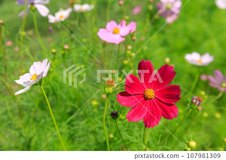 Image of cosmos in full bloom 107981309