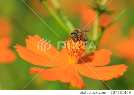 Image of cosmos and bees in full bloom 107981409