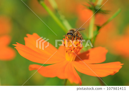 Image of cosmos and bees in full bloom Image of cosmos and bees in full bloom 107981411