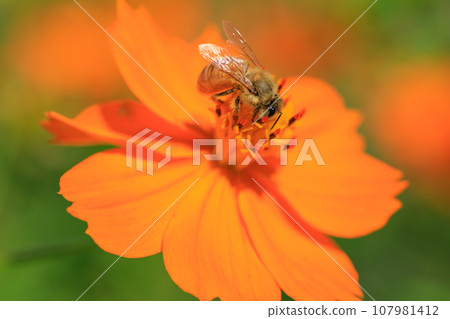 Image of cosmos and bees in full bloom 107981412