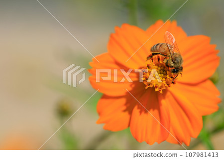 盛開的宇宙與蜜蜂的形象 盛開的宇宙與蜜蜂的形象 107981413