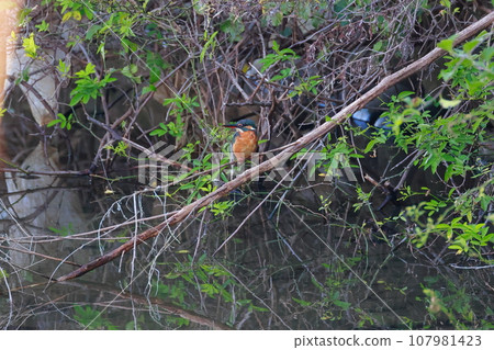Kingfisher perching on a branch 107981423