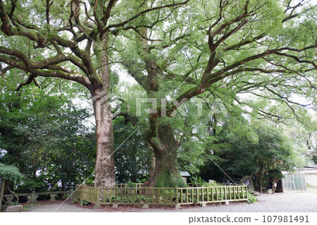 Large camphor tree at Kora Taisha Shrine, Kurume City, Fukuoka Prefecture Large camphor tree at Kora Taisha Shrine, Kurume City, Fukuoka Prefecture 107981491