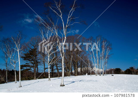 斯諾伊山高原多雪的風景 斯諾伊山高原多雪的風景 107981578