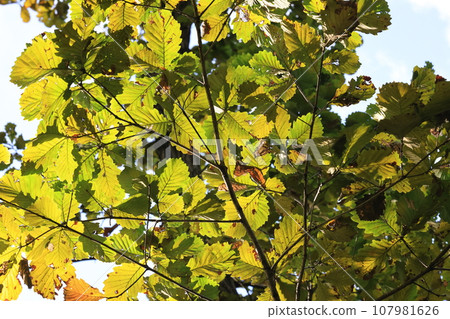 Natural plant Quercus, October. The large leaves are starting to turn yellow, and one of the characteristics is that there are almost no petioles on the leaves. Natural plant Quercus, October. The large leaves are starting to turn yellow, and one of the characteristics is that there are almost no petioles on the leaves. 107981626