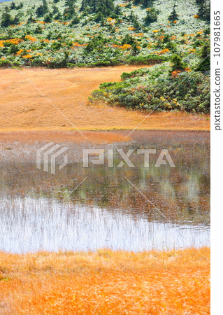 從八甲田五甲濕地展望台看到的玉母澤濕地的紅葉 從八甲田五甲濕地展望台看到的玉母澤濕地的紅葉 107981665