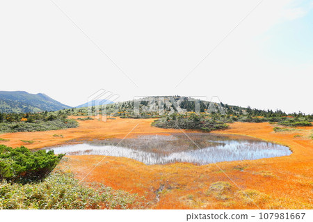 從八甲田五甲濕地展望台看到的玉母澤濕地的紅葉 107981667