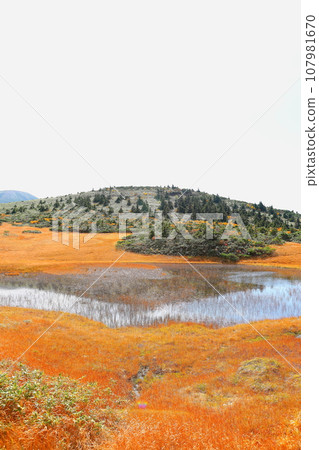 從八甲田五甲濕地展望台看到的玉母澤濕地的紅葉 107981670