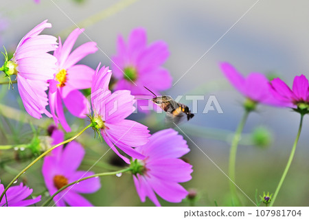 Cosmos and cosmos 107981704