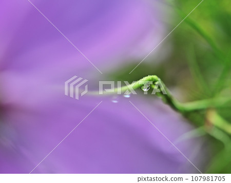 Water droplets on cosmos stems 107981705