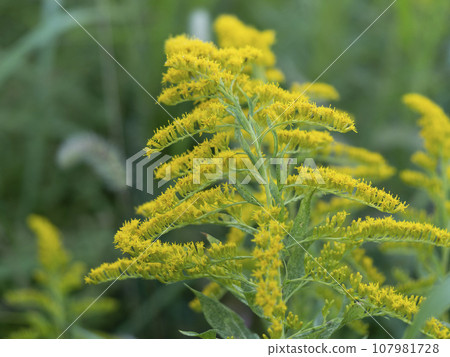 一枝黃花開黃花 一枝黃花開黃花 107981728