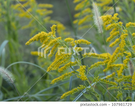 一枝黃花開黃花 107981729