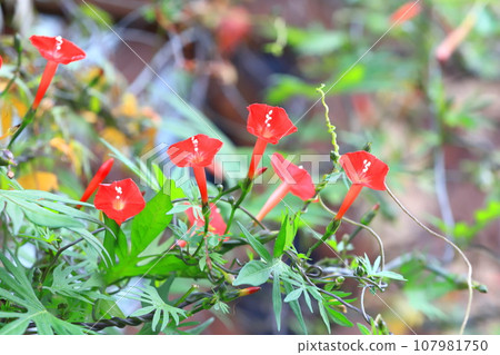 Bright red feathered red grass (Hagoromorukousou) 107981750