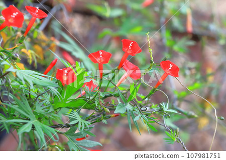 Bright red feathered red grass (Hagoromorukousou) 107981751