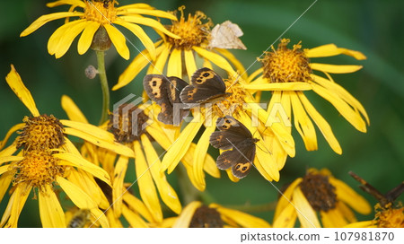 Benihikage Honshu subspecies that sucks the nectar of Malvada kebuki 107981870