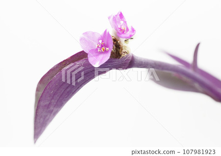 看起來像百科全書中的照片的紫色茄屬植物 107981923