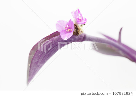 Purple nightshade that looks like a photo in an encyclopedia 107981924