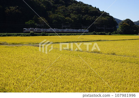 313 series local train running at the foot of Mt. Ibuki where ears of rice ripen (Tokaido Main Line Omi-Nagaoka - Kashiwara, October 2023) 313 series local train running at the foot of Mt. Ibuki where ears of rice ripen (Tokaido Main Line Omi-Nagaoka - Kashiwara, October 2023) 107981996