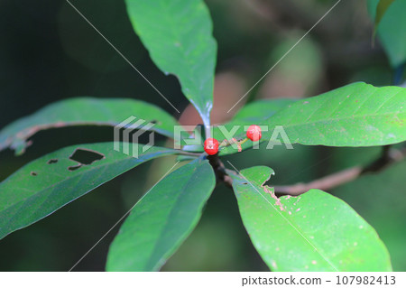 a Lush Plant Life, Nature's Green Wonders a Lush Plant Life, Nature's Green Wonders 107982413