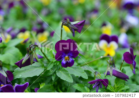a Triumph of Viola tricolor 107982417