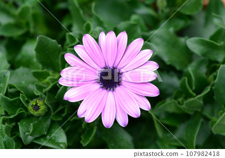 a Blooming Daisies, Nature's Delicate Beauties in Full Glory 107982418