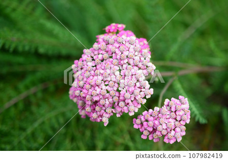 a Pink Yarrow (Achillea millefolium) Flower in Bloom 107982419