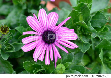 a Blooming Daisies, Nature's Delicate Beauties in Full Glory 107982423