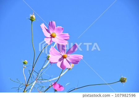 Cosmos in the autumnal weather 107982596