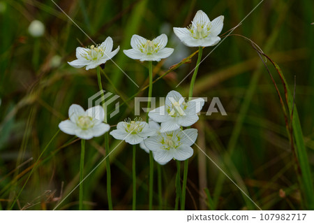 White flowers of Euonymus japonica White flowers of Euonymus japonica 107982717