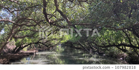 Tainan Sicao Green Tunnel (Taiban Ama Xunhe) No. 3 107982818