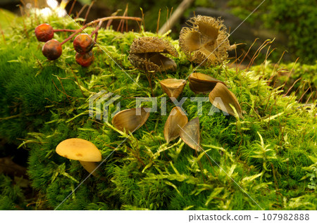 Harvest festival beech nuts and mushrooms in autumn beech forest with moss Harvest festival beech nuts and mushrooms in autumn beech forest with moss 107982888
