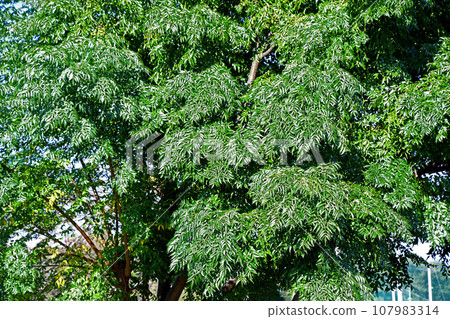 Sendan tree Sendan tree 107983314