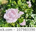 Rose (rose) 107983390