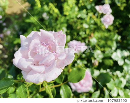 Rose (rose) Rose (rose) 107983390