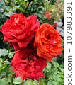 Rose (rose) 107983391