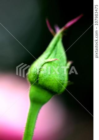 Bud of a rose Bud of a rose 107983475