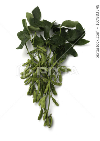Edamame with branches (edamame leaves) 107983549
