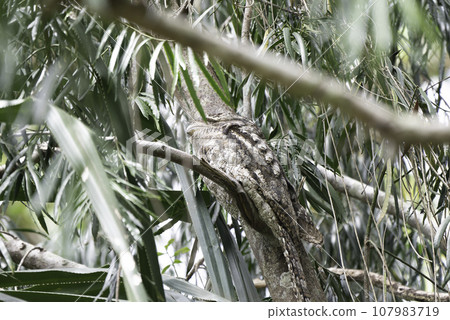 Australian nightjar sleeping in a tree Australian nightjar sleeping in a tree 107983719