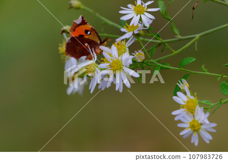 晝行性蛾科 Ikarimondae 的吸蜜蛾 晝行性蛾科 Ikarimondae 的吸蜜蛾 107983726