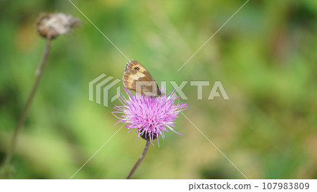 Female Honshu subspecies of Red-winged beetle that sucks nectar from thistles Female Honshu subspecies of Red-winged beetle that sucks nectar from thistles 107983809