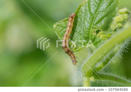 蜻蜓幼蟲 107984080